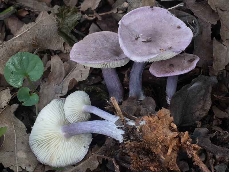 Calocybe ionides Calocybe ionides